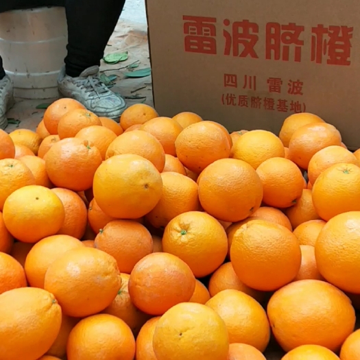 雷波县脐橙