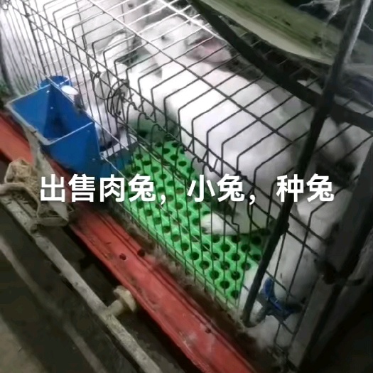 肉兔