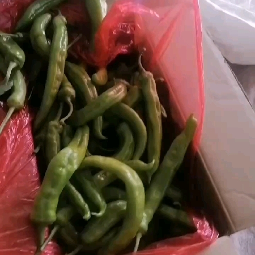 莘县【山东莘县尖椒批发】全年有货供应，质量高