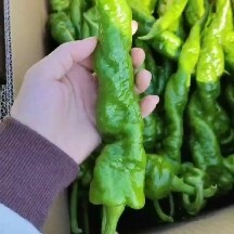 诏安县精品福建辣椒大量供应  产地直发 质量保证，货源充足规格齐全