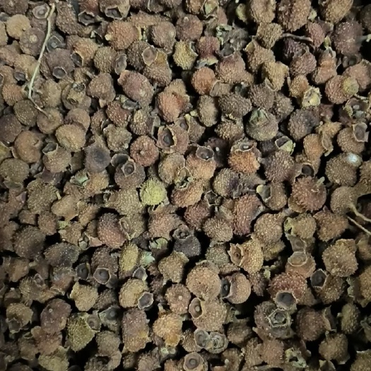 麻江县刺梨干果