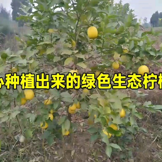 新金三角柠檬基地，以绿色生态种植，不含污染源