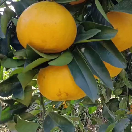 兴业县福建葡萄柚清甜水分多，有统货，有选货
