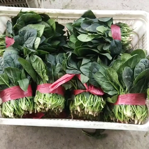 单县精品优质菠菜大量上市！