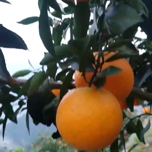 秭归县九月红