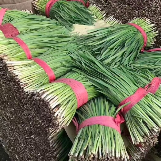 乐亭县唐山乐亭大棚韭菜大量现货供应中