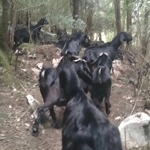 咸丰县黑山羊