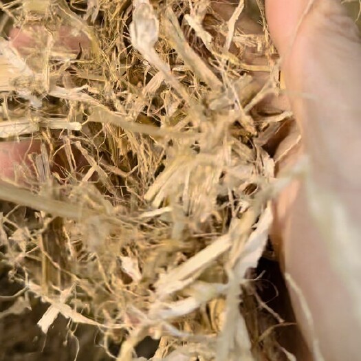 漯河二次风选揉丝优质玉米秸秆