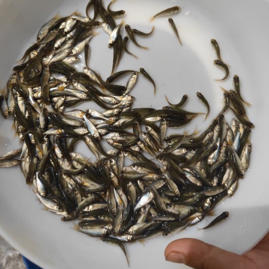 佛山土鲮鱼苗