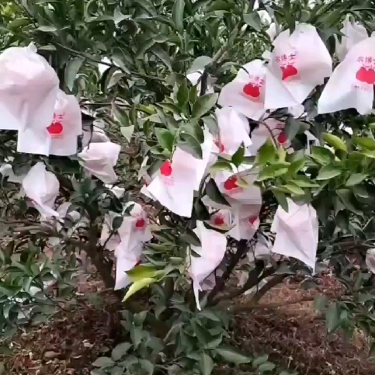德阳春见耙耙柑