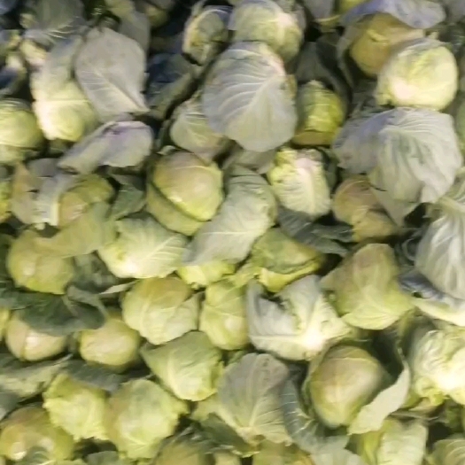 福州包菜