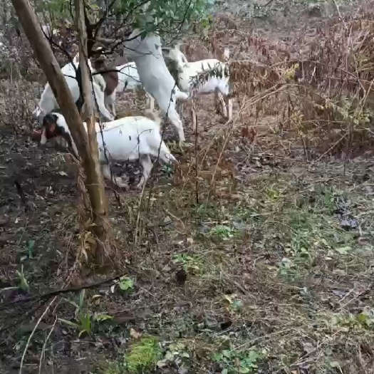 南京放牧的本地土山羊
