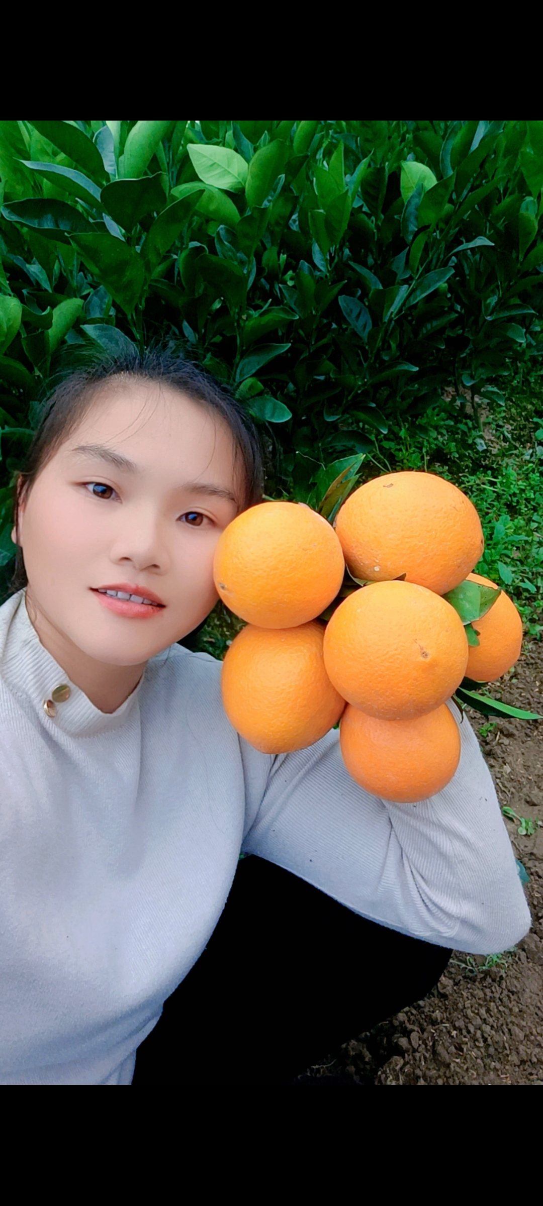 優(yōu)質(zhì)贛南臍橙苗批發(fā)