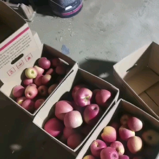 大庆自家果园苹果，产地直达。