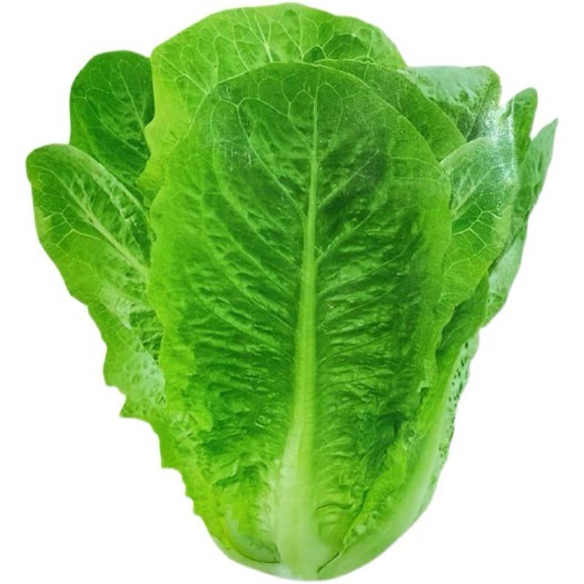 宜城市生菜种子 孔雀菜种子 种粒饱满芽率达标且整齐 批发零售都可