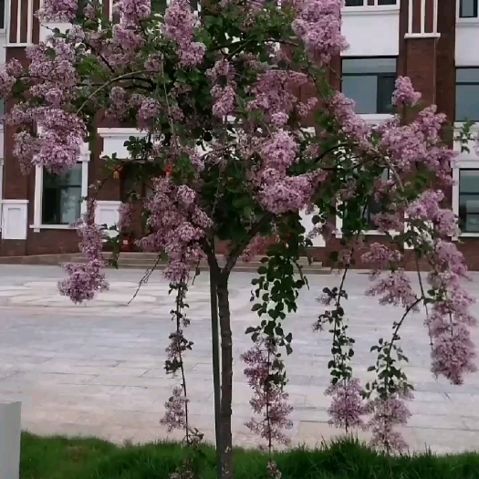 抚顺丁香花，垂丝丁香，欧丁香多种颜色除杂草绿化苗木