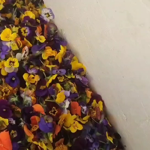 喀喇沁旗三色堇花，现摘现发货，