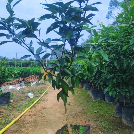 柳州沃柑2年苗 有籽沃柑大杯苗 自产自销大果型沃柑树苗