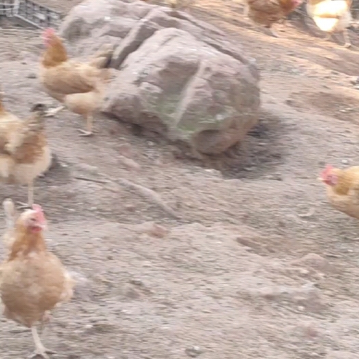 钟祥市长寿村林下散养400天老母鸡