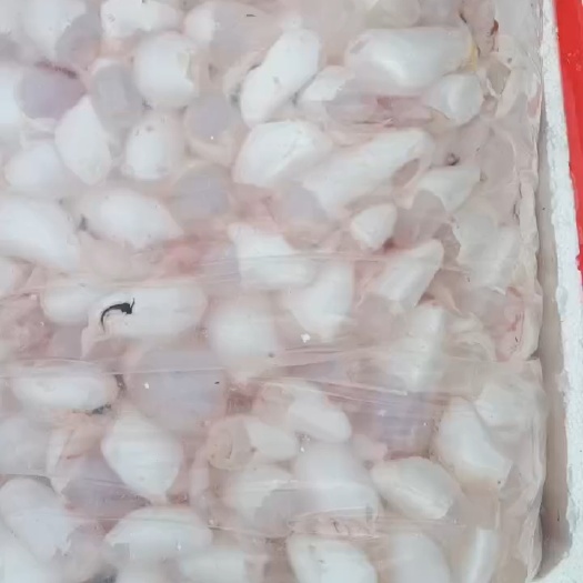 潜江市新鲜鱼泡