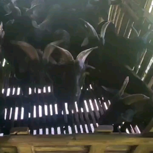 阳江大量放山小耳阉羊上市，欢迎选购