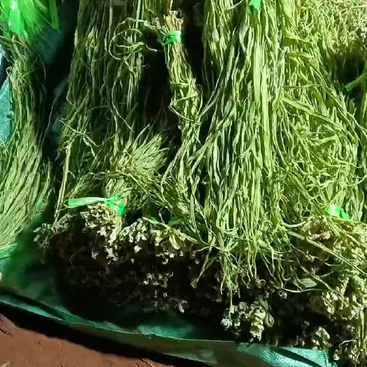 通海县窝笋条