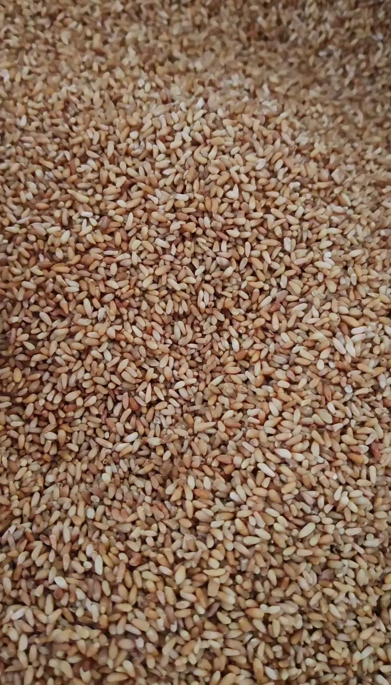 【永发药业】柏子仁 正品柏子仁 柏子仁新货 量大从优
