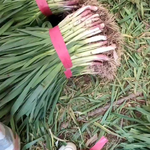 当阳市红皮蒜苗