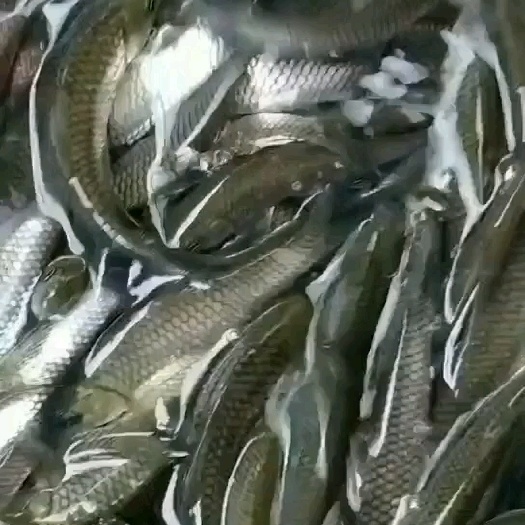 清波鱼鱼苗 一手货源，大量出售青波鱼苗。草鱼，鲫鱼，银鳕鱼，