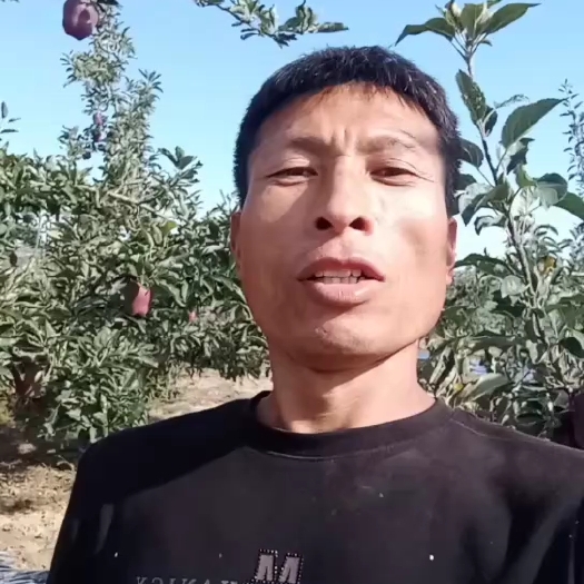 甘谷县甘肃天水金川产区花牛苹果于2024年9月15号上市，可预订