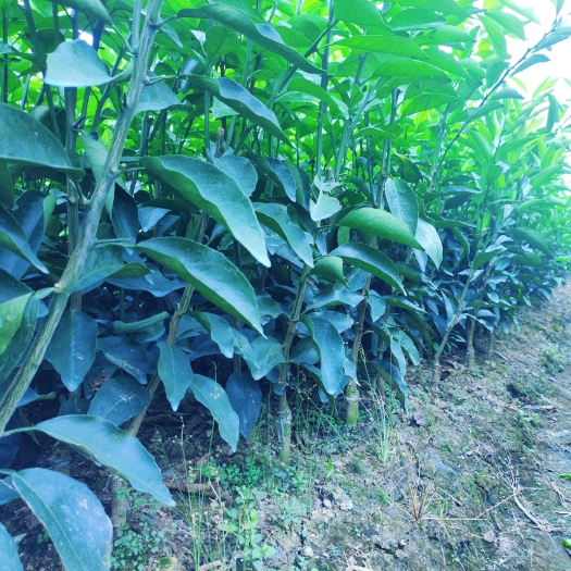 柳州爱莎柑橘果苗 一年华美一号树苗 自有基地