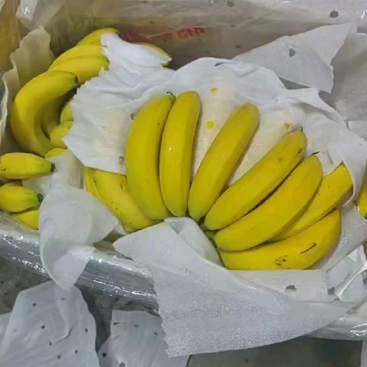 上海主营香蕉