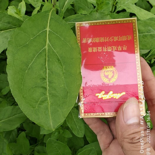 云浮枸杞叶菜