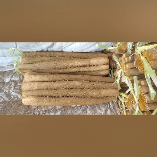 安平县精品麻山药（小白嘴）
