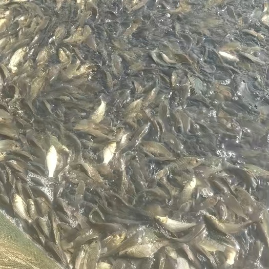 长沙精品鲤鱼苗