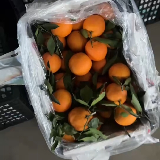 奉节奉节脐橙，需要的联系大果2元，小果1.6 。非诚勿扰