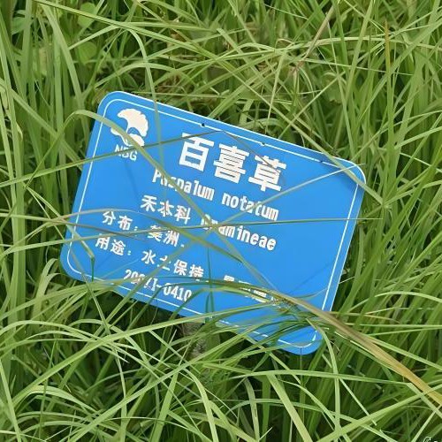 百喜草种子道路护坡水土保持牧草草籽公路堤坝绿化种子