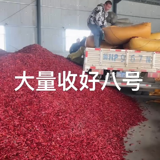 定州市河北定州朝天椒干辣椒红辣椒新一代三英八号三英高辣基地代办