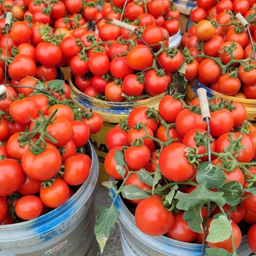 百色广西大西红柿，产地一手货源，串果市场货，电商货，欢迎来对接