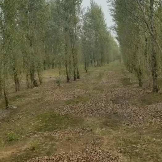 扎鲁特旗[玫瑰]转让林地消息[玫瑰]  在扎旗鲁北镇中兴村东牧场河