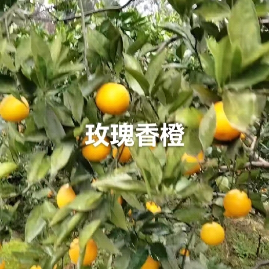 重庆市柑橘代收代发