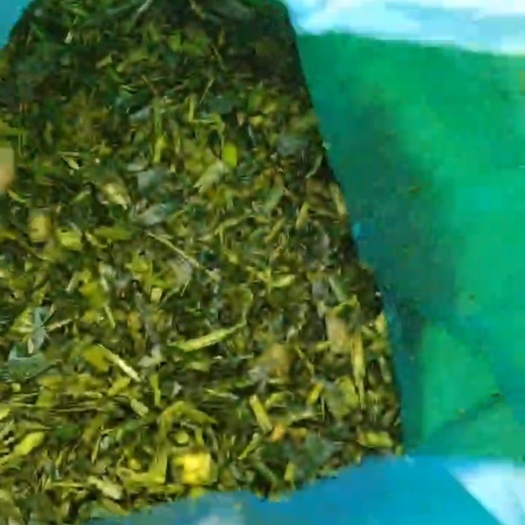 海丰县玉米秸秆青储草料