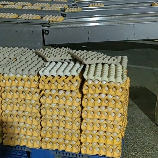 深圳产地直供，鸡蛋，粉壳  红壳 37-45码，精品现货