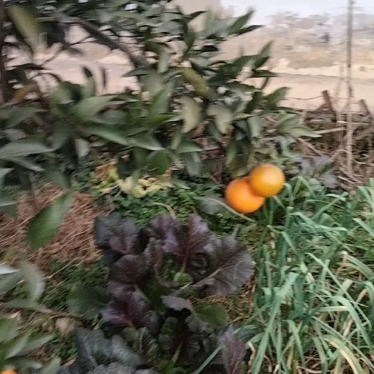 长沙自己自然成熟耙耙柑
