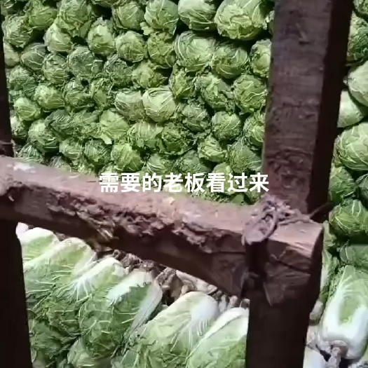 肇东市白菜