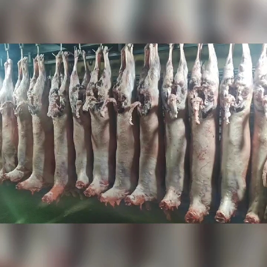 唐县羔羊净腔 育肥 去油
