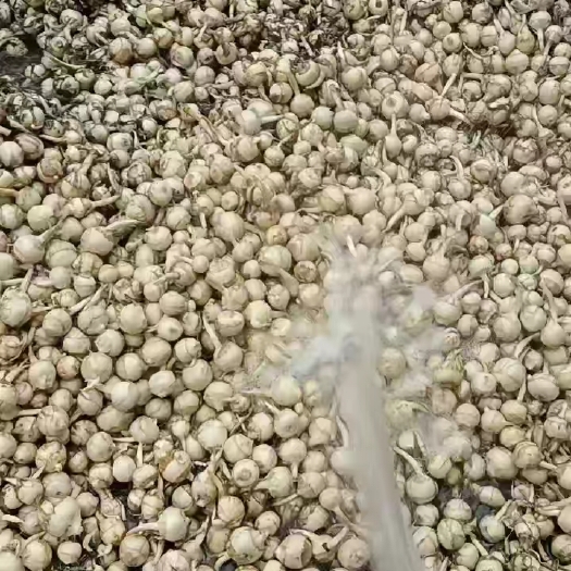 平乐县广东茨菇大量有货一手货源