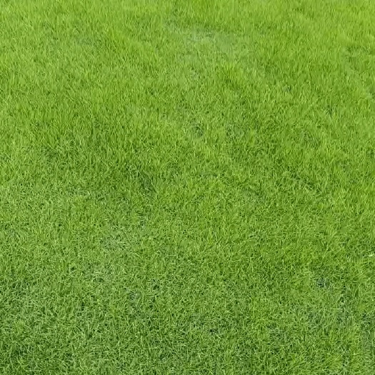 灵川县马尼拉草皮草卷