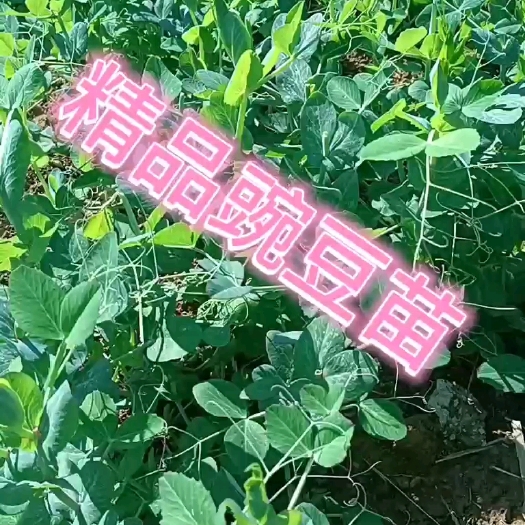 都匀市贵州精品豌豆苗畅销上海北京香港新加坡