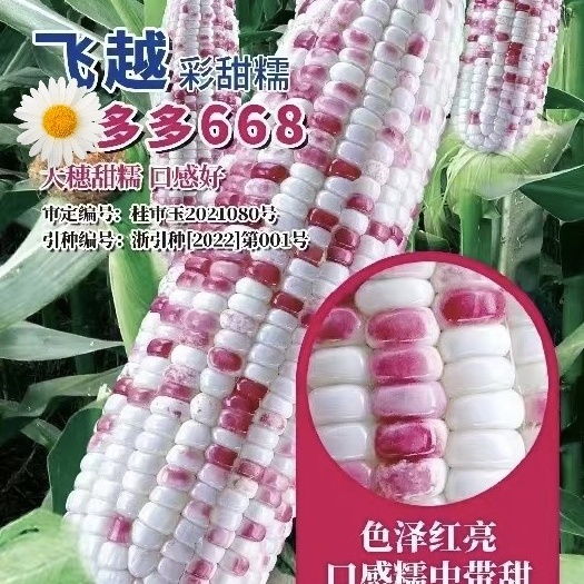 宜城市农华圣高科彩甜糯玉米种子 668彩甜糯玉米种子 甜糯现货直发